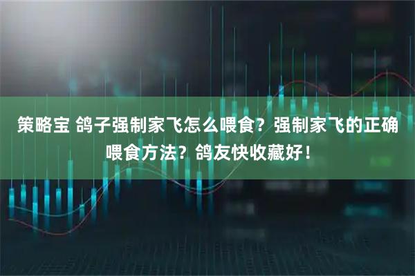 策略寶 鴿子強(qiáng)制家飛怎么喂食？強(qiáng)制家飛的正確喂食方法？鴿友快收藏好！